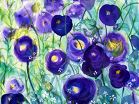 紫罂粟花