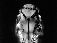 鲁丝•伯恩哈德Ruth Bernhard《头骨和玫瑰Skull and Rosary》铂钯工艺1945 14×19.2cm中国美术馆藏